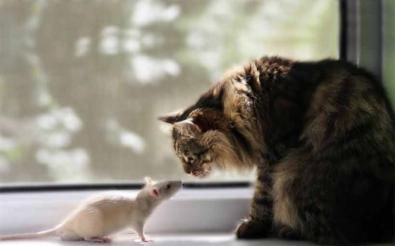 Энциклопедия о домашних животных Как понять, можно ли заводить кошку и крысу одновременно