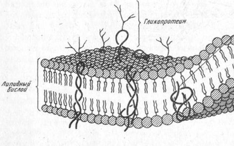 Органоиды клетки представляющие собой единый комплекс синтеза