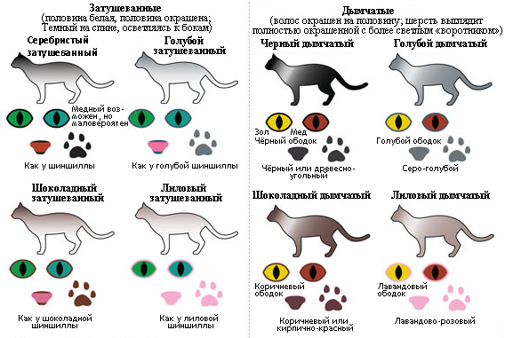 Наследование кошачьего окраса. Генетика окраса котов. Окрасы британцев таблица. Таблица наследования окрасов у кошек. Типы окрасов кошек