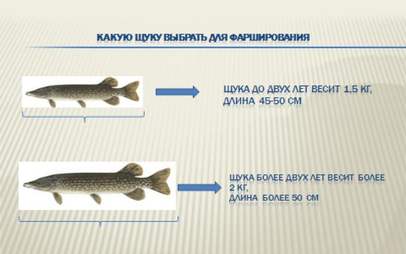 Какую рыбу выбрать в зависимости от рецепта, как её подготовить, как готовить начинку, что добавлять, как готовить фаршированную рыбу, как её подать